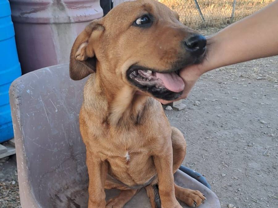 Vuoi adottare un cane a Foggia?