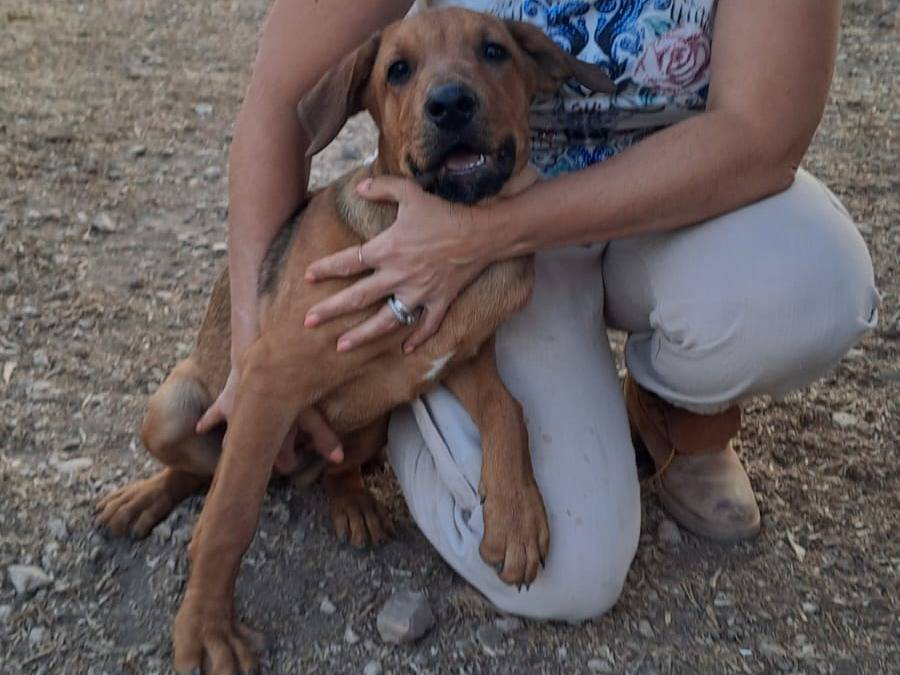 Adotta il cane bella a Foggia