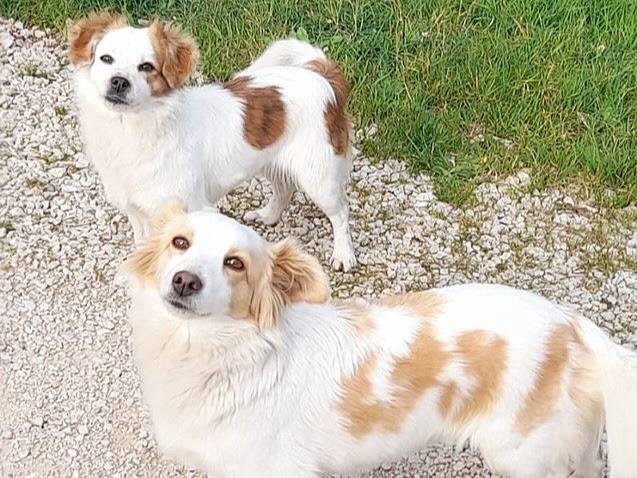 Adozione cane, femmina, Razza sconosciuta Razza sconosciuta, 3 anni, taglia piccola, Latina