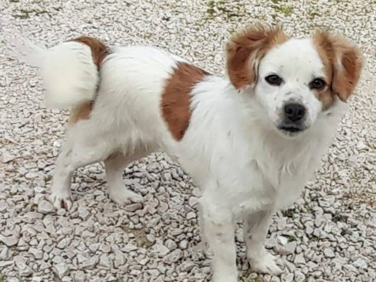 Adotta un cane, femmina, 3 anni, Latina