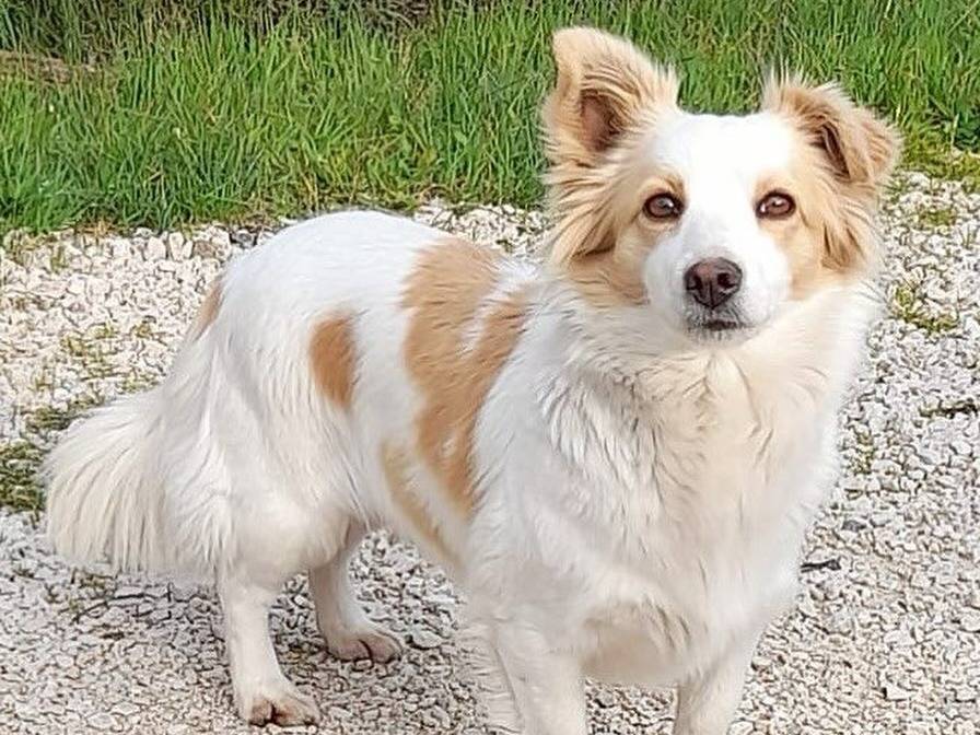 Adotta un cane, taglia piccola, femmina, Latina