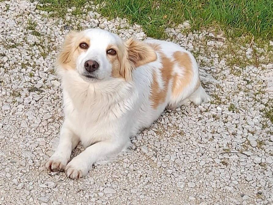 Vuoi adottare un cane a Latina?