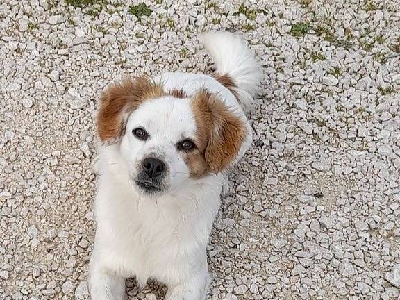 Adotta il cane Sandy e Candy a Latina