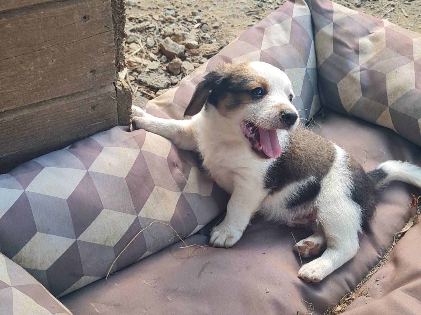 Adozione cane, femmina, Razza sconosciuta Razza sconosciuta, 1 mesi, taglia media contenuta, Vibo
