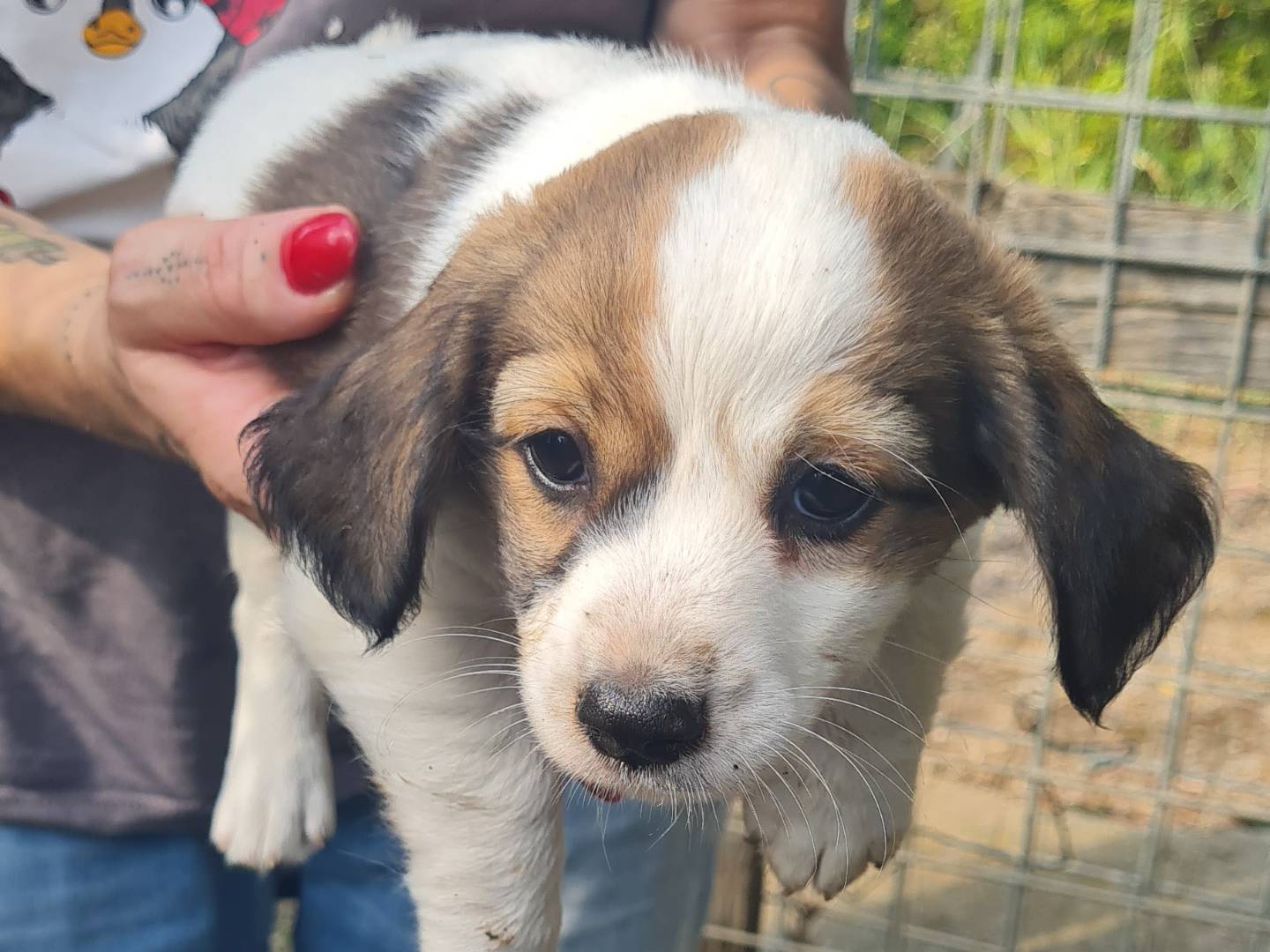 Adotta un cane, femmina, 1 mesi, Vibo
