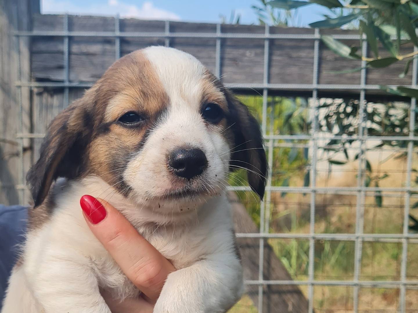 Adotta un cane, taglia media contenuta, femmina, Vibo