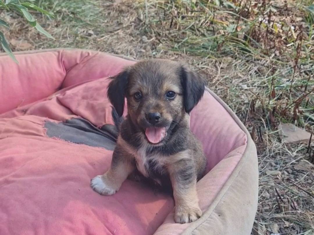 Adozione cane, maschio, Razza sconosciuta Razza sconosciuta, 1 mesi, taglia media contenuta, Vibo