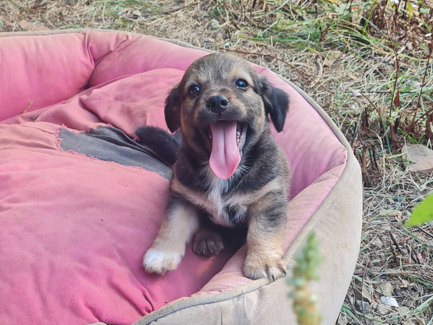 Adotta un cane, maschio, 1 mesi, Vibo