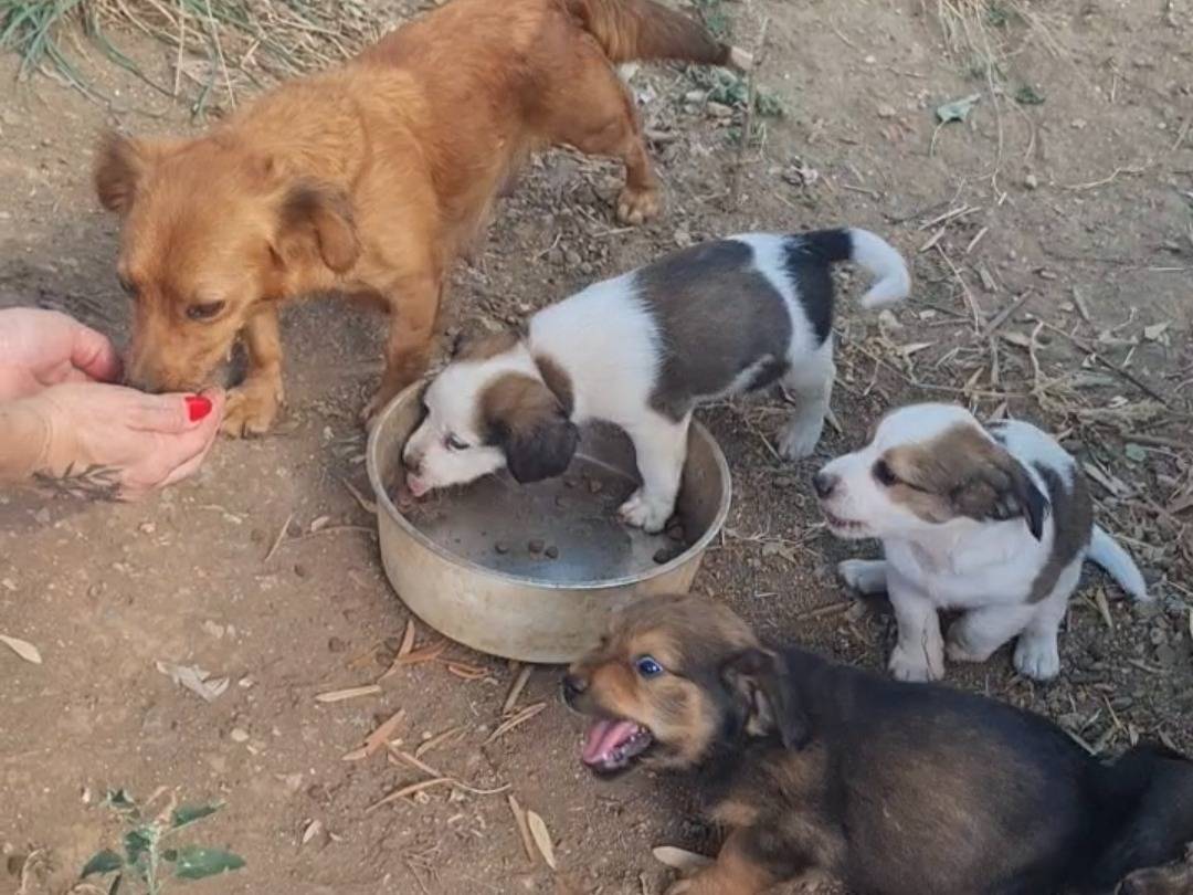 Adotta un cane, taglia media contenuta, maschio, Vibo