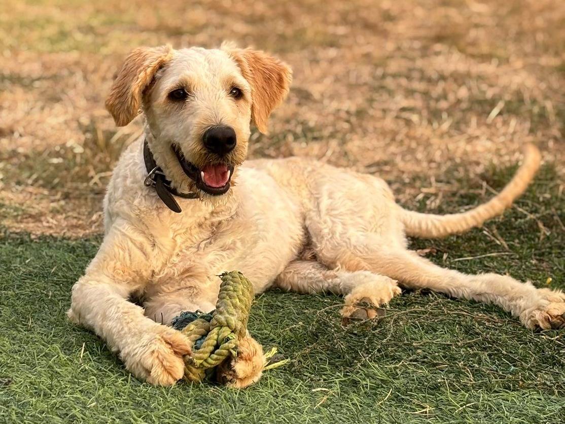 Adozione cane, maschio, Razza sconosciuta Razza sconosciuta, 2 anni e 5 mesi, taglia media, Pisa