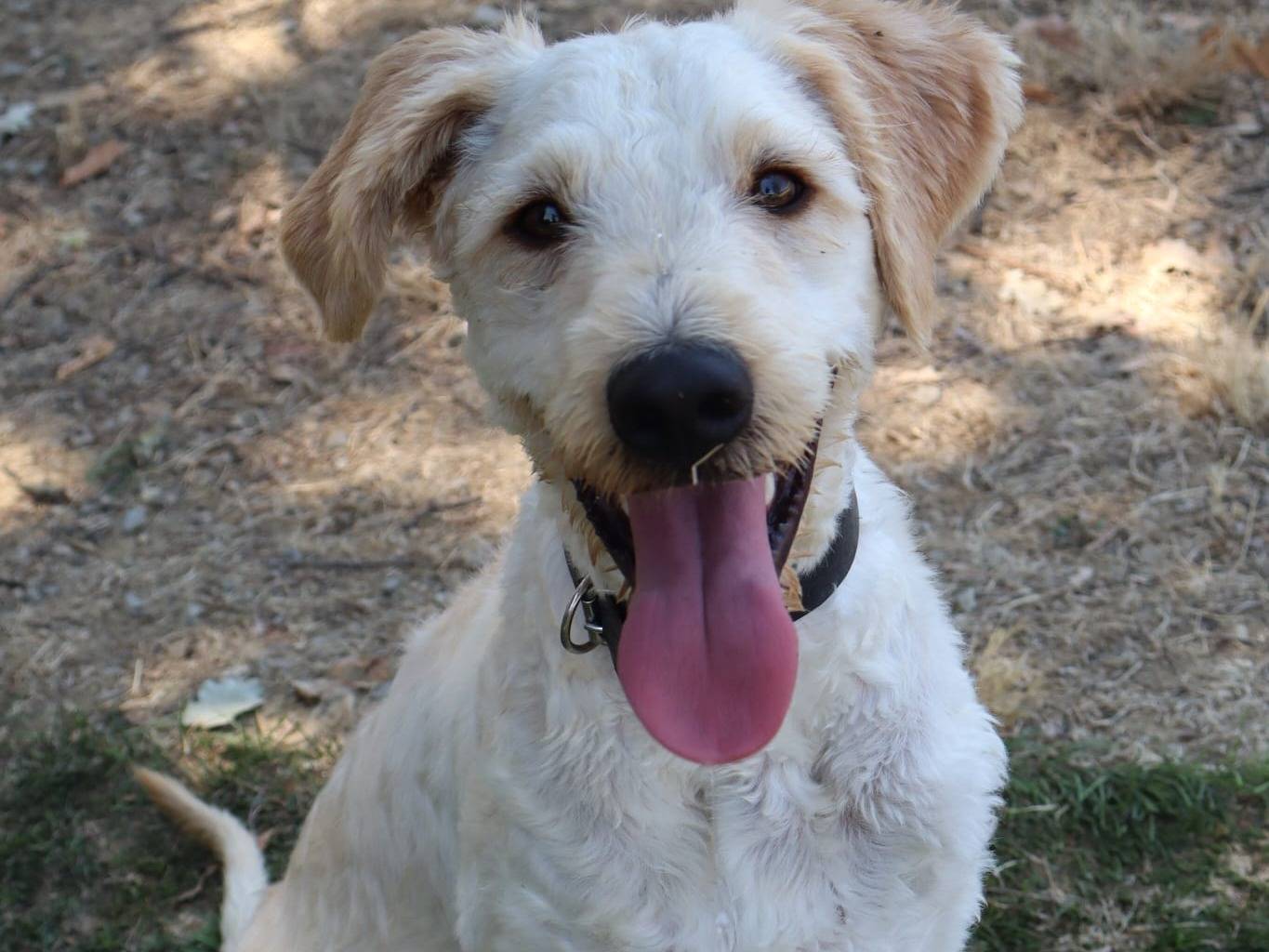 Adotta un cane, taglia media, maschio, Pisa