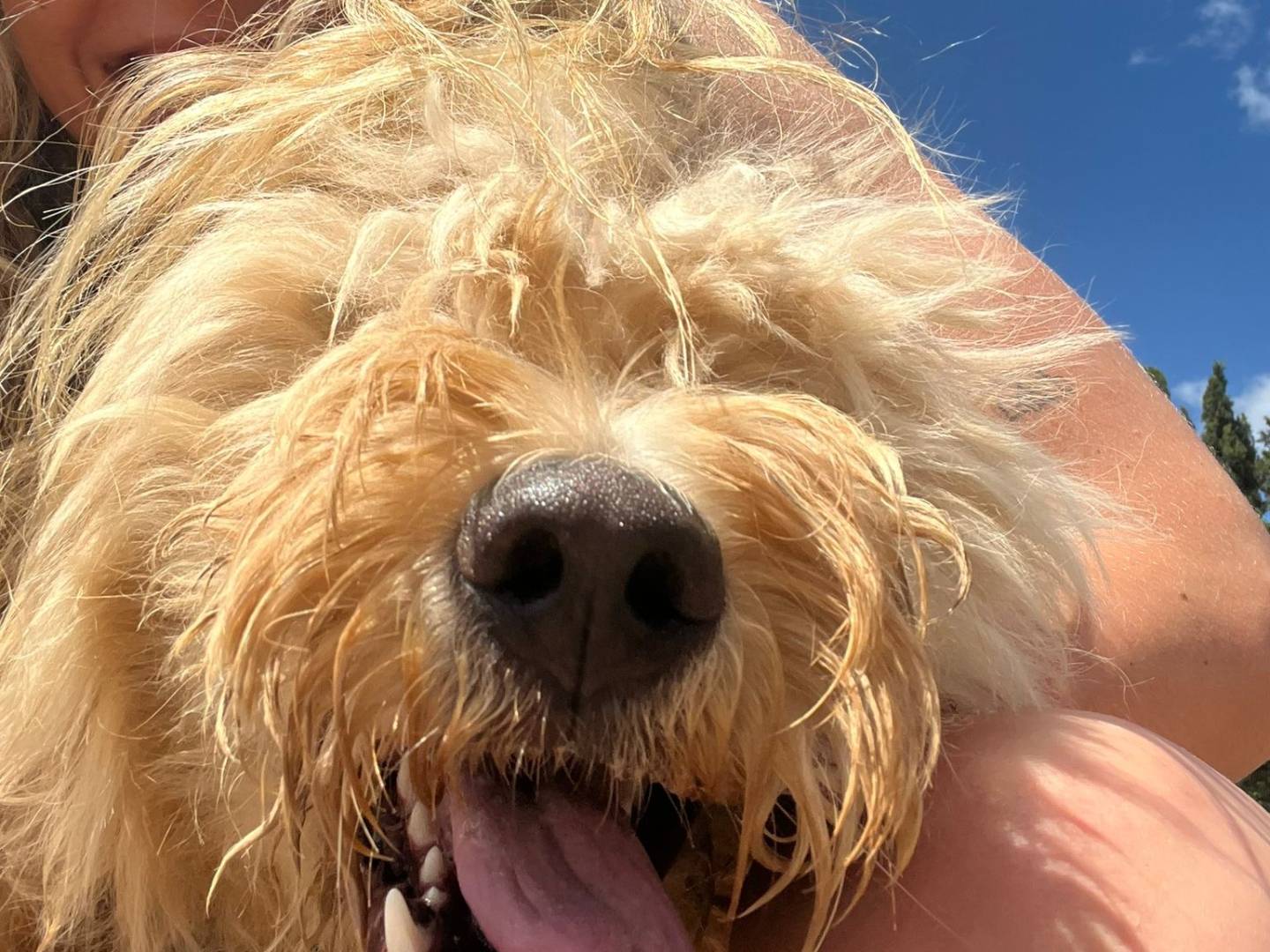 Vuoi adottare un cane a Pisa?