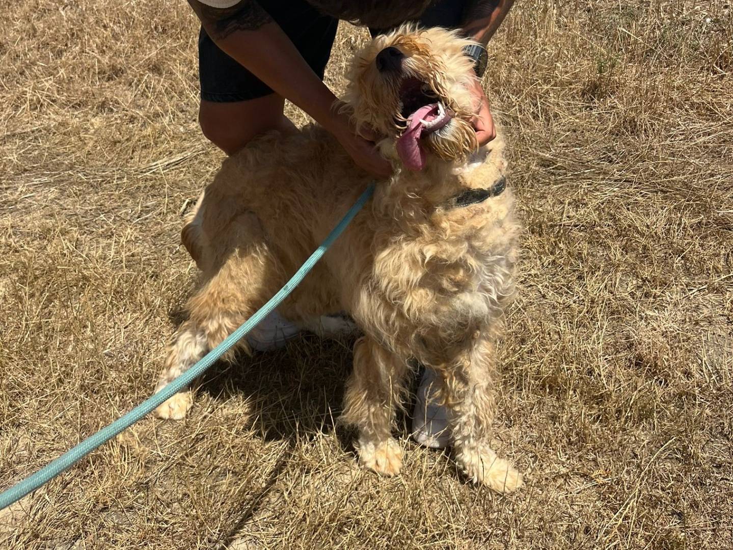 Adotta il cane Tay a Pisa