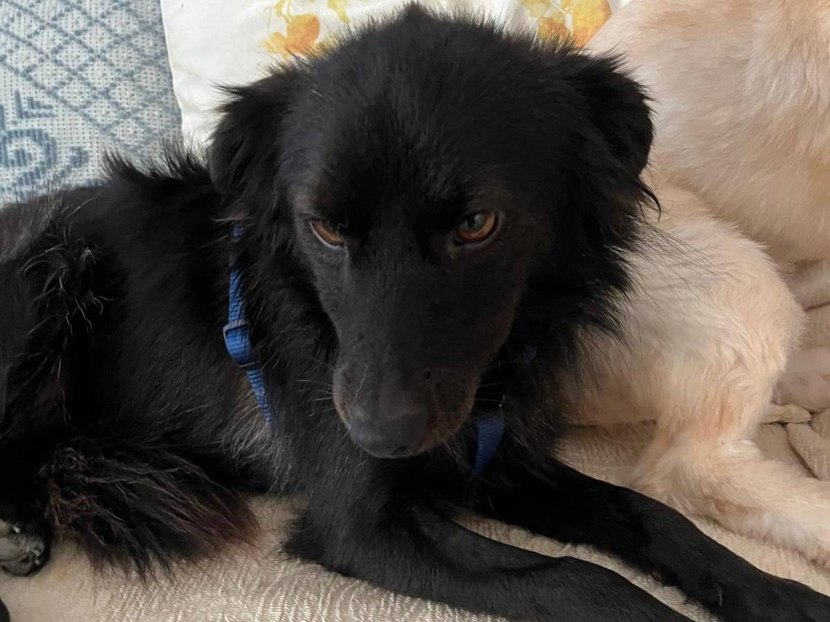 Adotta un cane, maschio, 1 anno e 5 mesi, Cosenza
