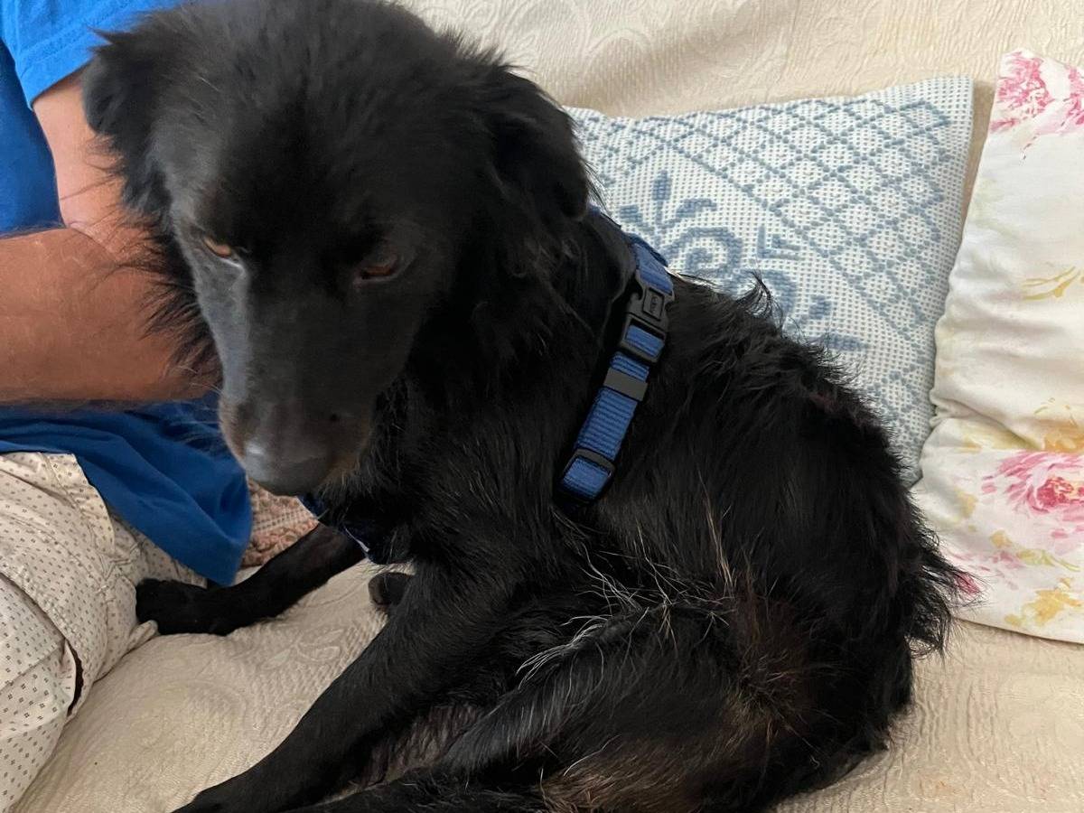 Adotta il cane Gogo a Cosenza