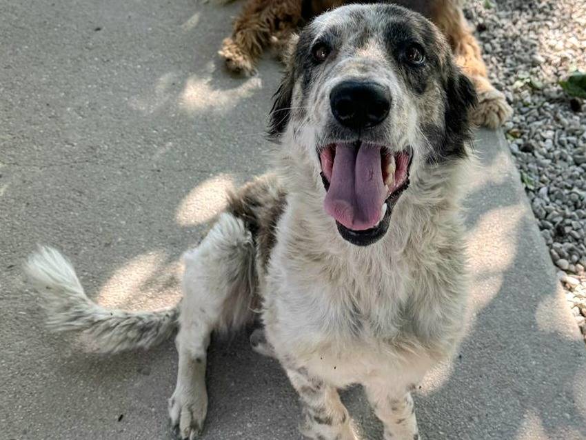 Adotta un cane, taglia grande, femmina, Teramo