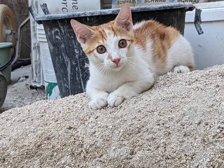 Adozione gatto, maschio, Razza sconosciuta Razza sconosciuta, 4 mesi, taglia non valida, Caserta