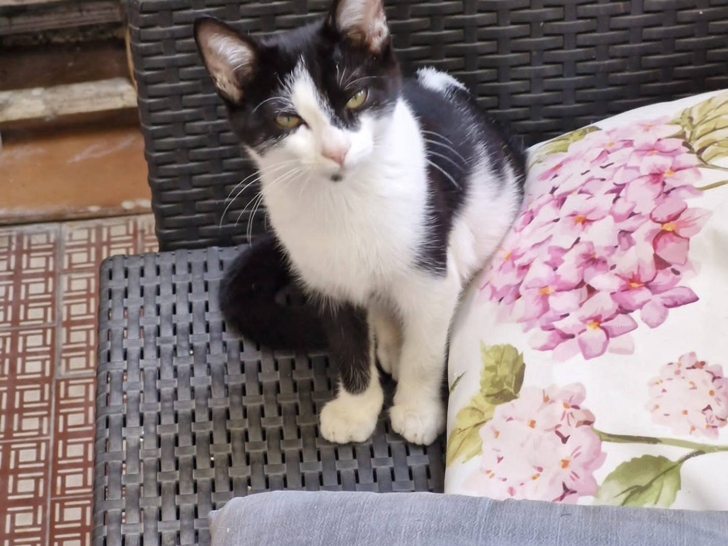 Adozione gatto, femmina, Razza sconosciuta Razza sconosciuta, 3 mesi, taglia non valida, Pavia