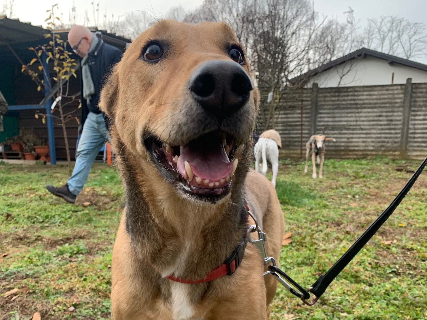 Adozione cane, maschio, Pastore tedesco Razza sconosciuta, 7 anni, taglia media, Milano
