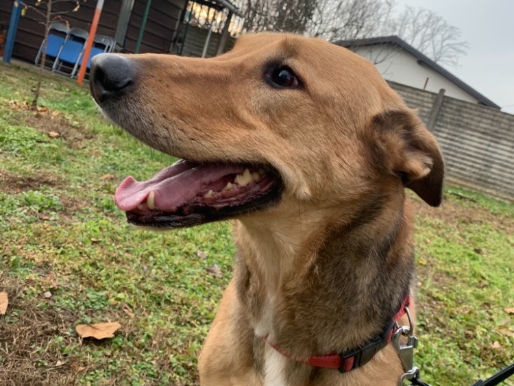 Adotta un cane, maschio, 7 anni, Milano