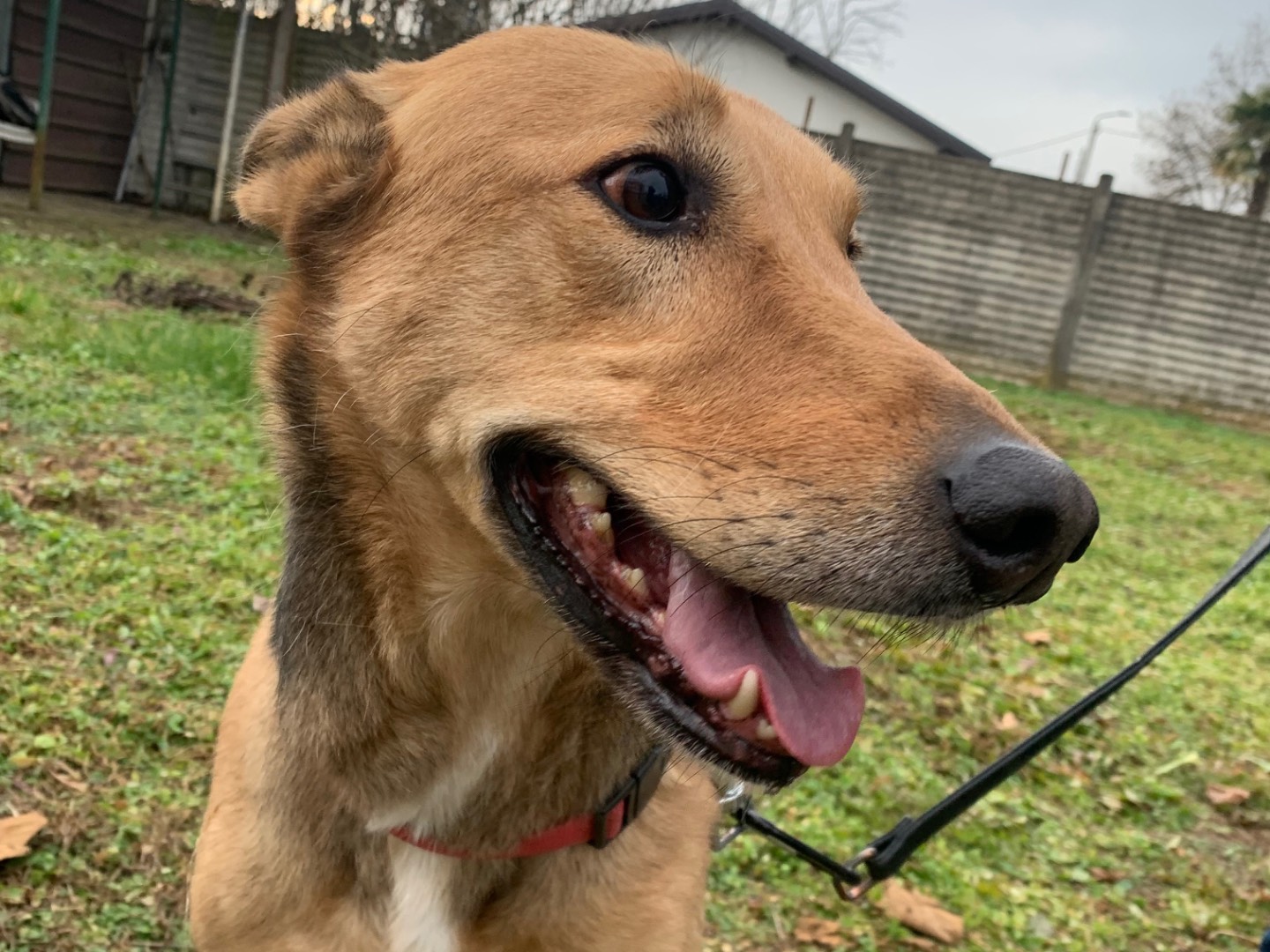 Adotta un cane, taglia media, maschio, Milano