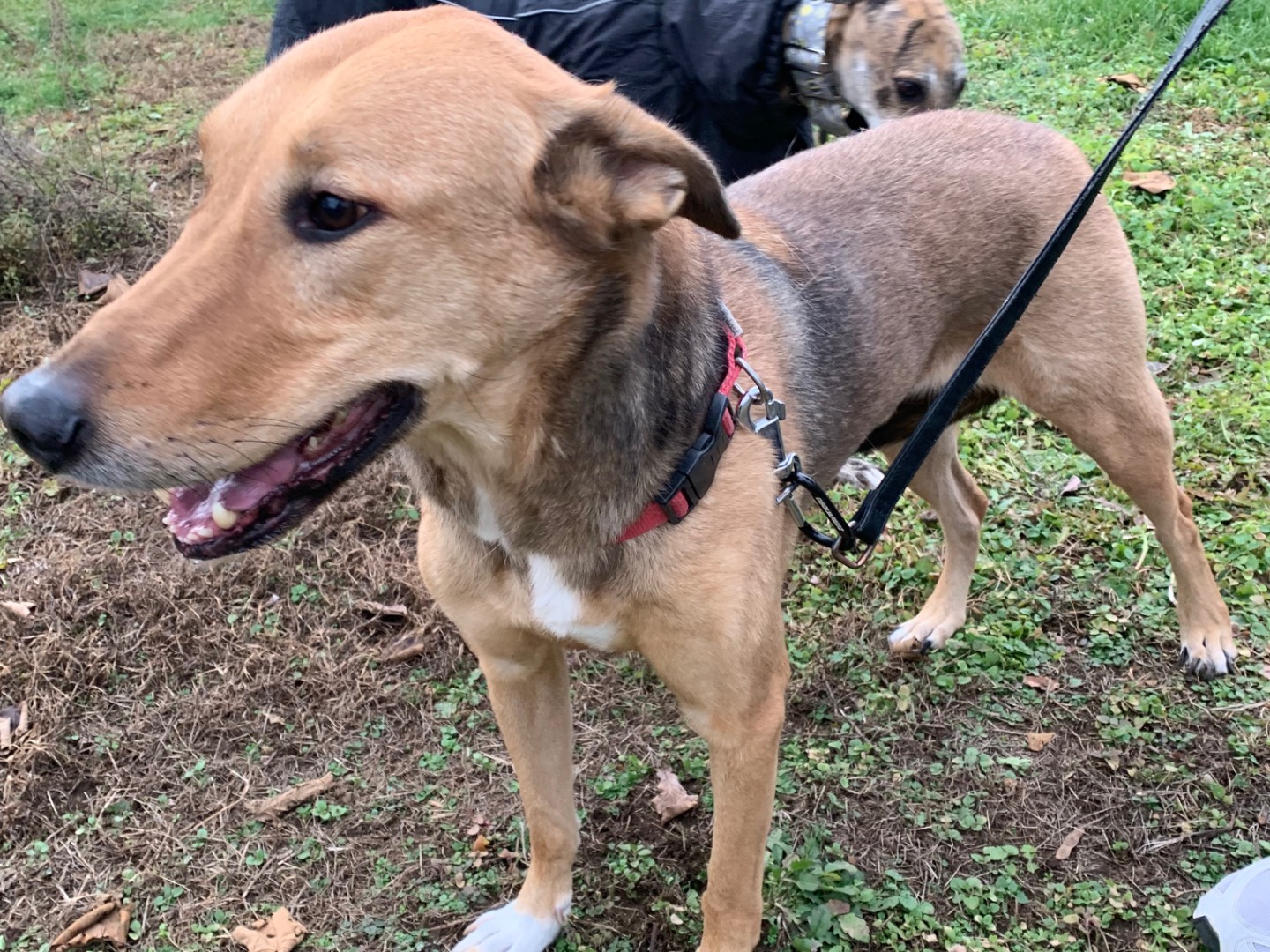 Vuoi adottare un cane a Milano?