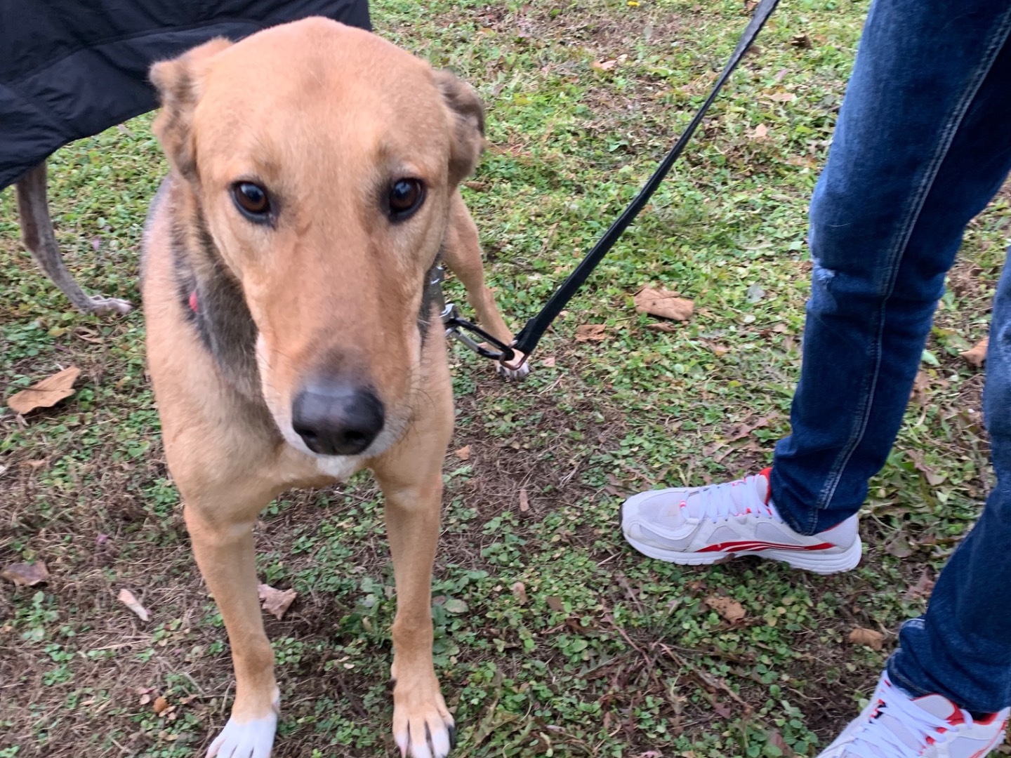 Adotta il cane Max  a Milano