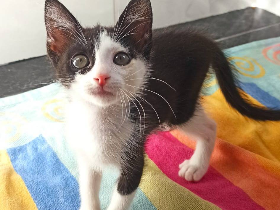 Adozione gatto, maschio, Razza sconosciuta Razza sconosciuta, 3 settimane, taglia non valida, Crotone