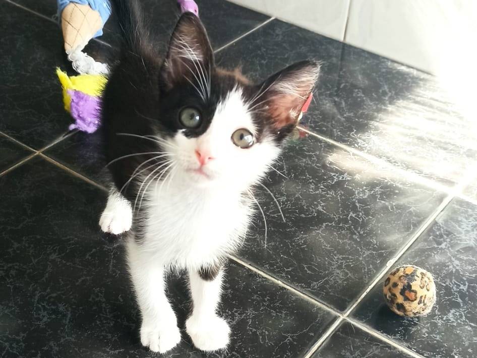 Adotta un gatto, maschio, 3 settimane, Crotone