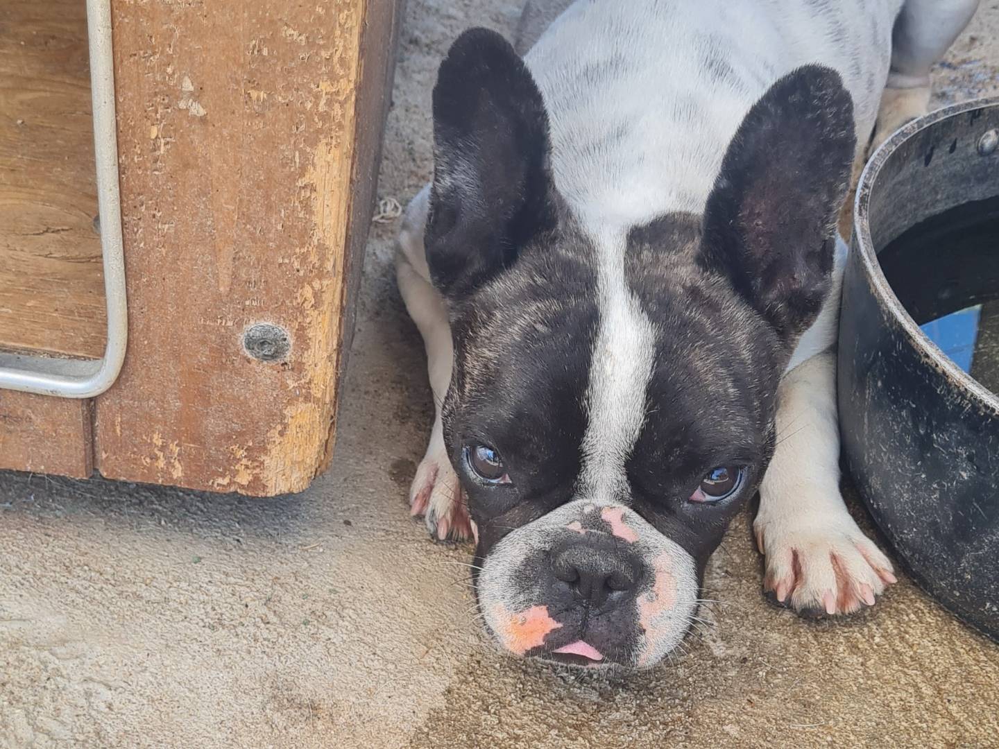 Adozione cane, femmina, Bulldog francese Razza sconosciuta, 4 anni e 3 mesi, taglia piccola, Vibo