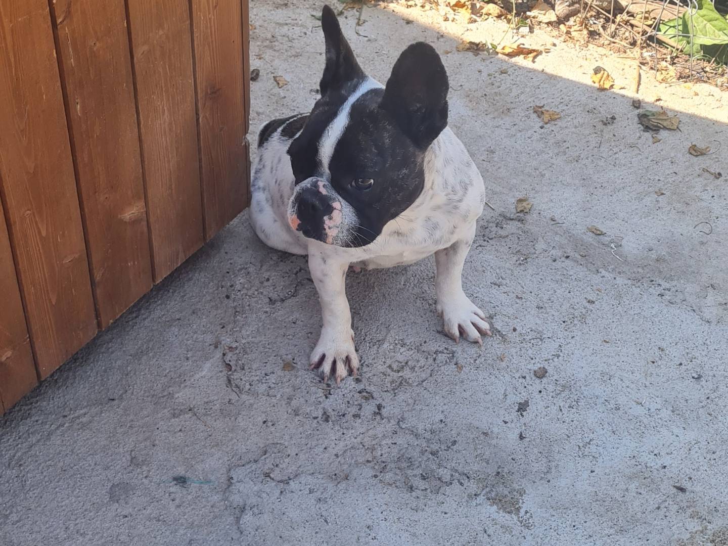 Adotta un cane, femmina, 4 anni e 3 mesi, Vibo