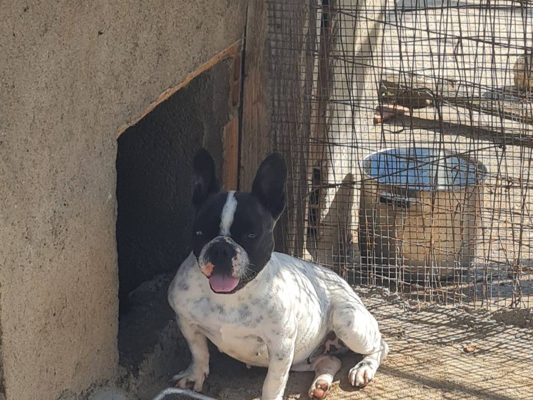 Adotta un cane, taglia piccola, femmina, Vibo