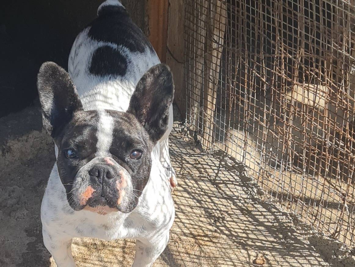 Vuoi adottare un cane a Vibo?