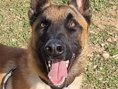 Adozione cane, maschio, Razza sconosciuta Razza sconosciuta, 2 anni e 2 mesi, taglia grande, Bari