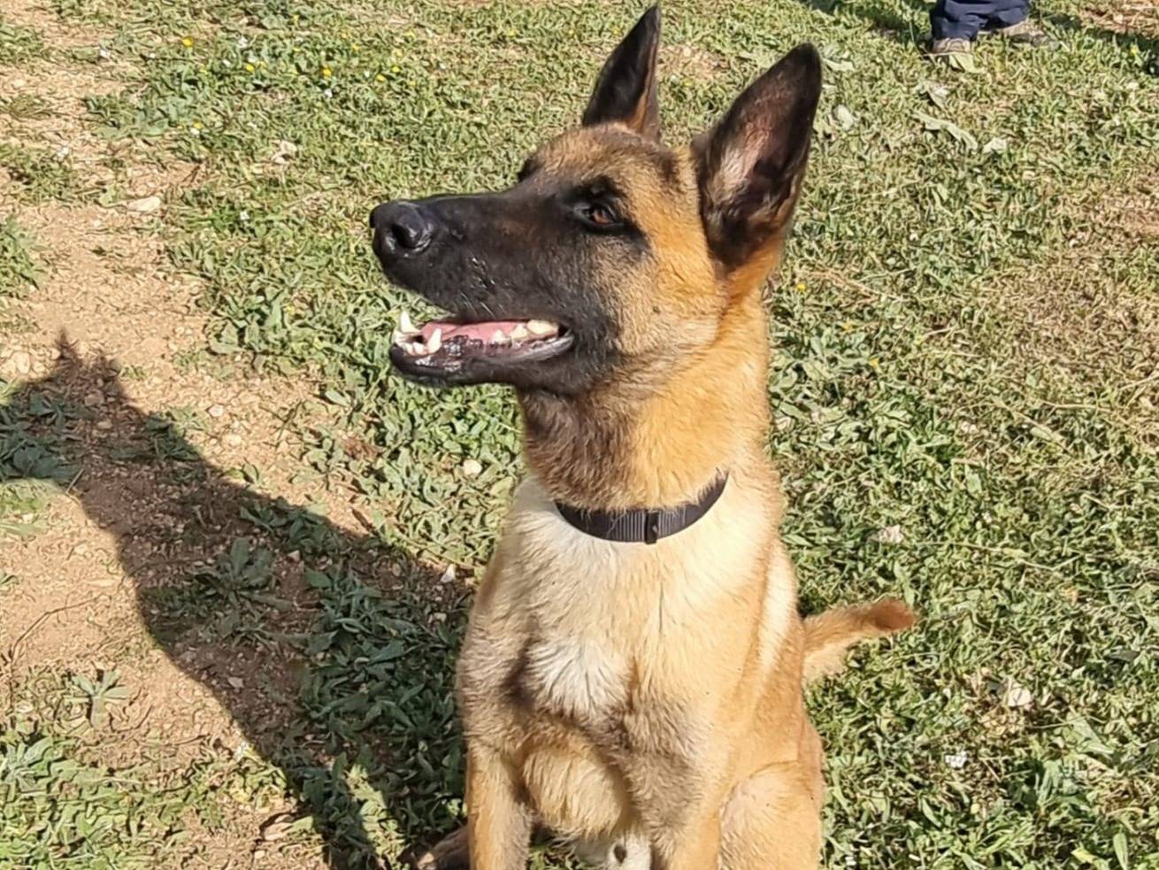 Adotta un cane, maschio, 2 anni e 2 mesi, Bari