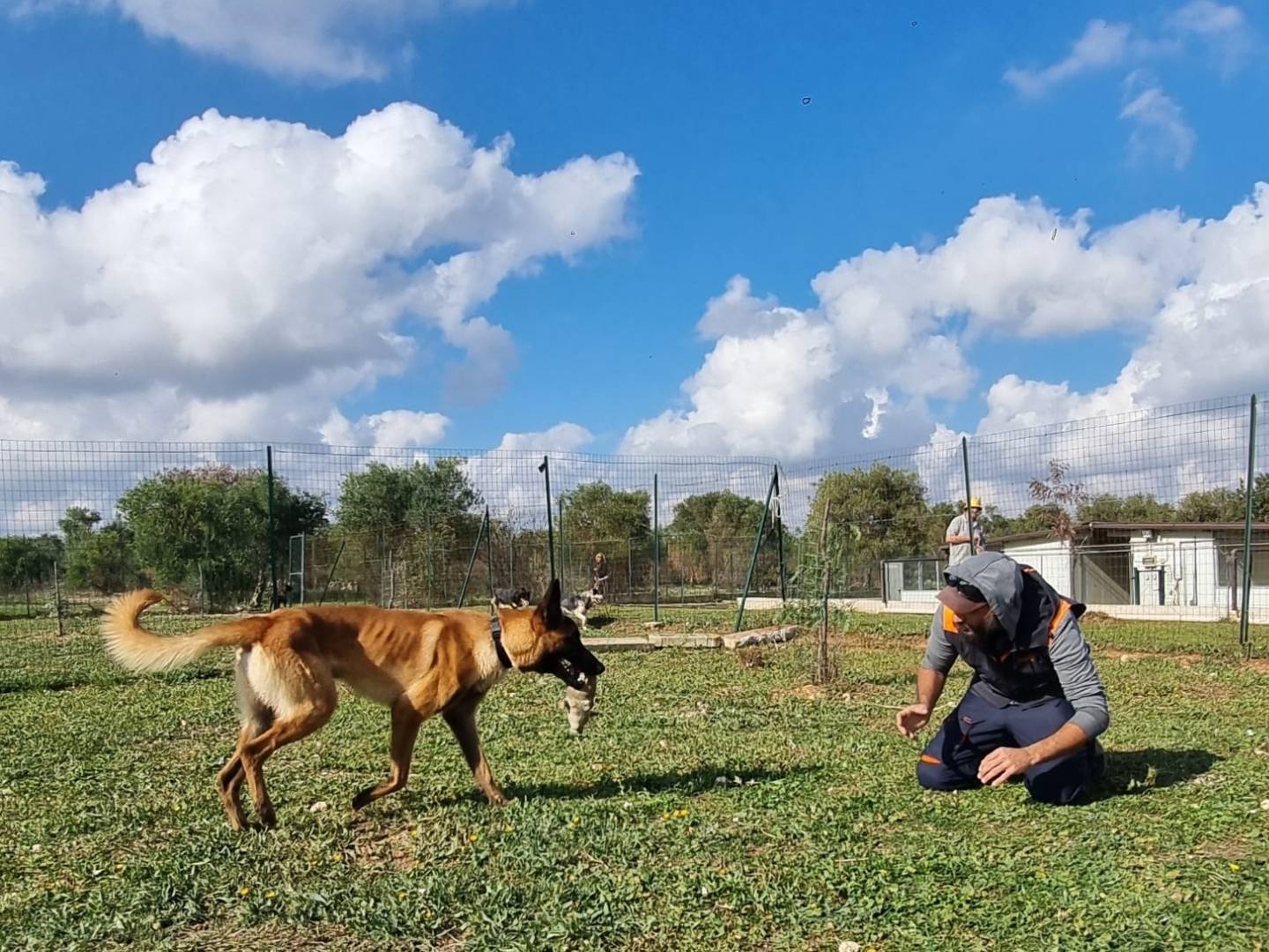 Adotta un cane, taglia grande, maschio, Bari