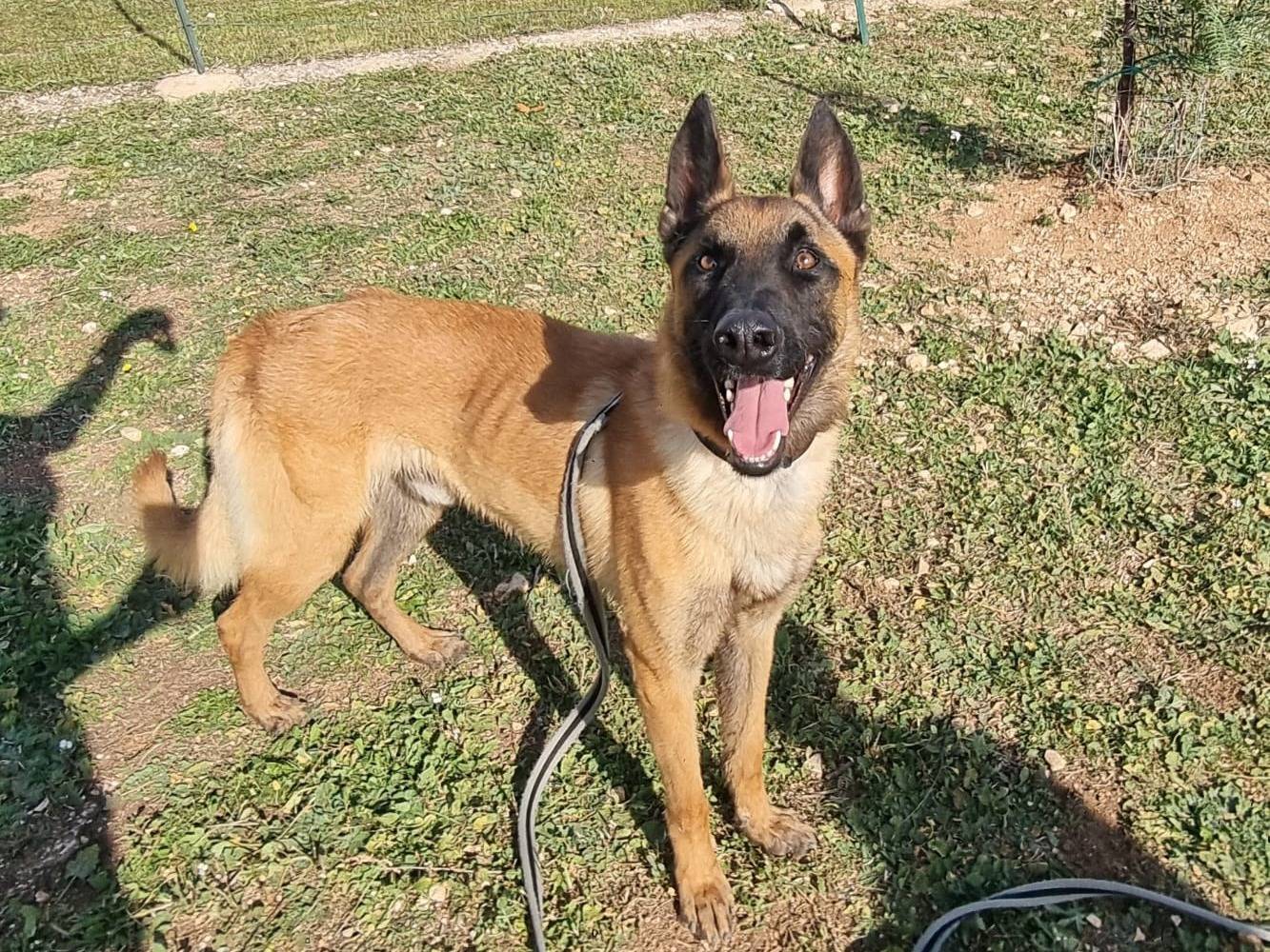 Vuoi adottare un cane a Bari?