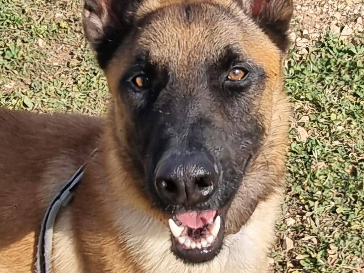 Adotta il cane Malin a Bari