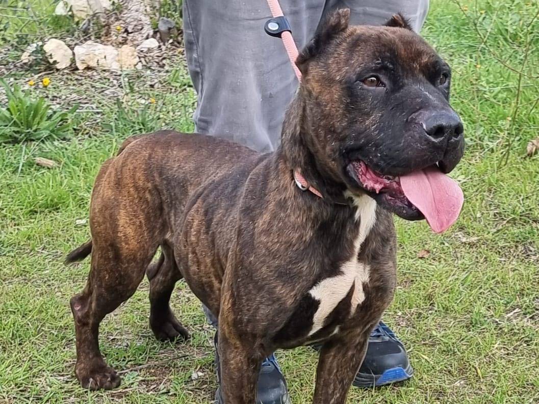 Vuoi adottare un cane a Laquila?