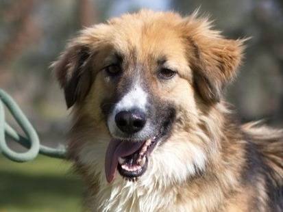 Adozione cane, femmina, Razza sconosciuta Razza sconosciuta, 2 anni e 5 mesi, taglia media, Ferrara