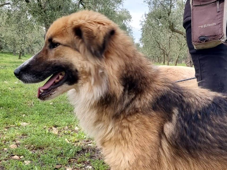 Vuoi adottare un cane a Ferrara?