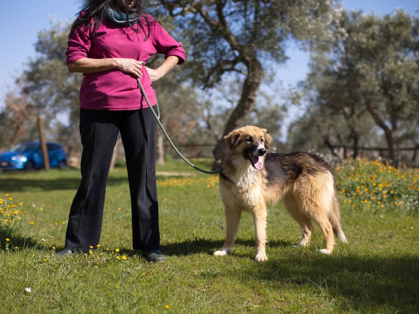 Adotta il cane Revenge a Ferrara