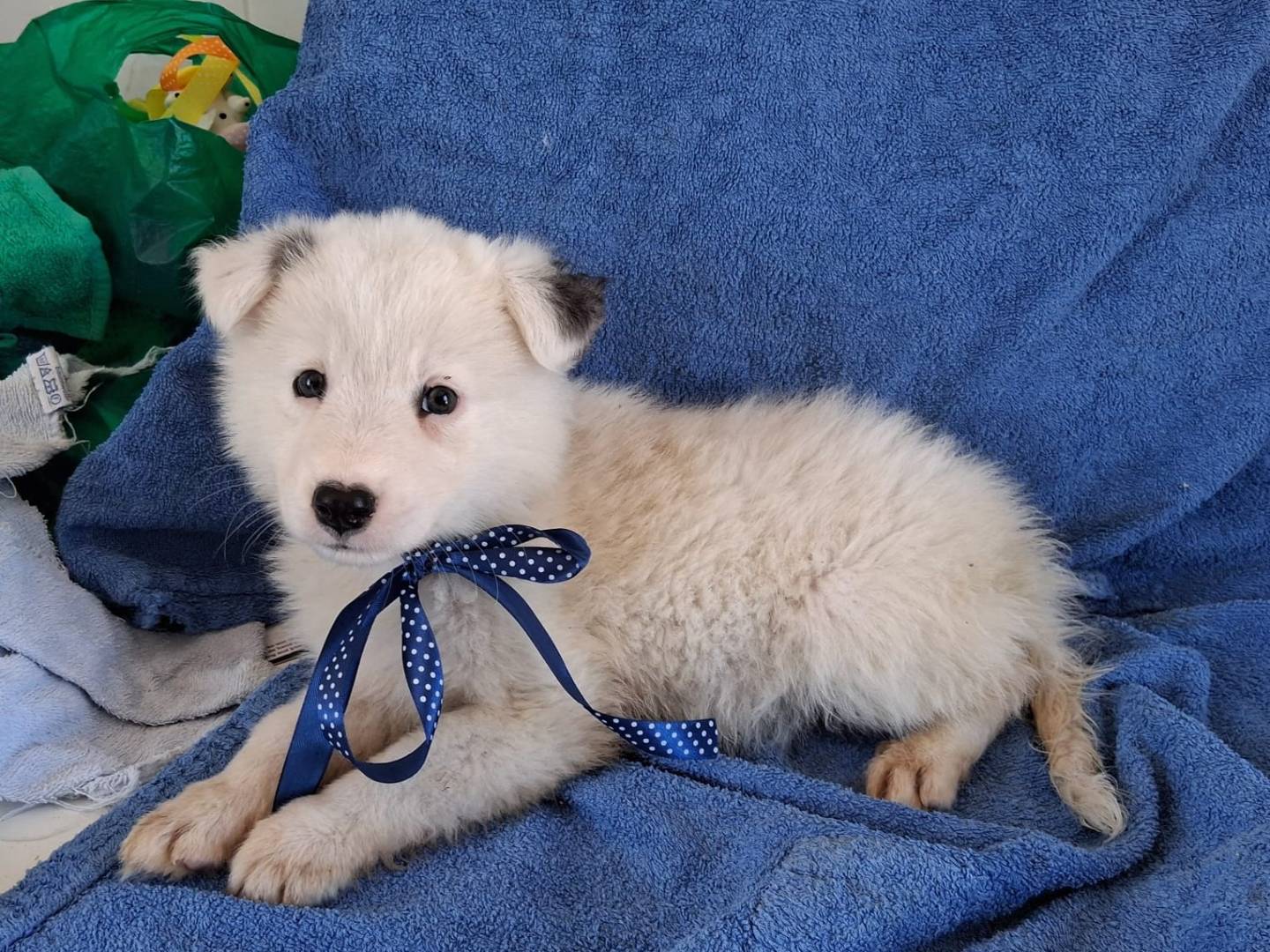 Adotta un cane, maschio, 3 mesi, Milano