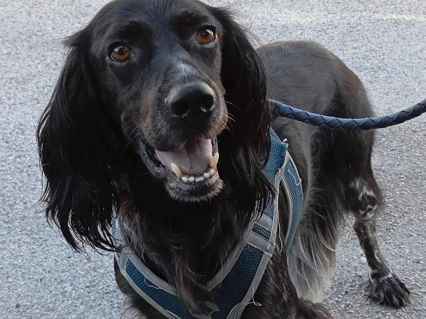 Adozione cane, maschio, Setter Inglese Razza sconosciuta, 3 anni e 2 mesi, taglia media, Firenze