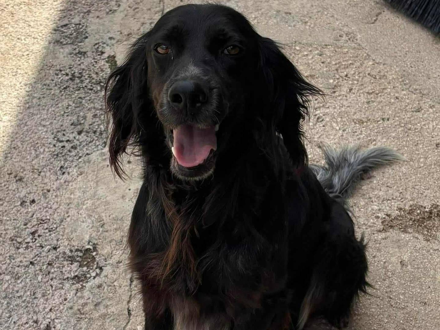 Adotta un cane, maschio, 3 anni e 2 mesi, Firenze
