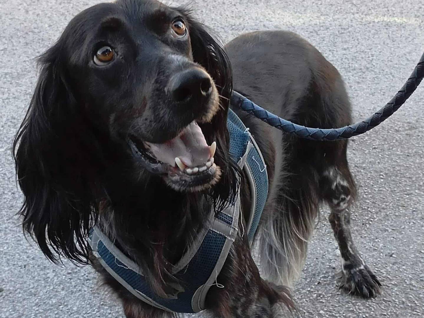 Adotta un cane, taglia media, maschio, Firenze