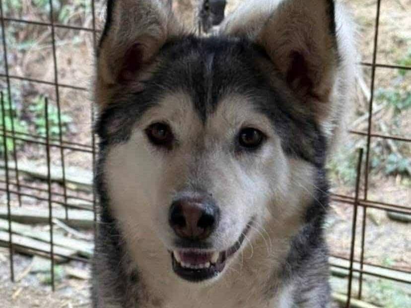 Adotta un cane, femmina, 2 anni e 10 mesi, Firenze