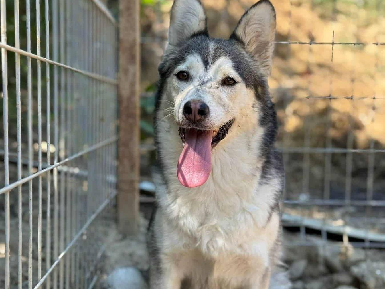 Adotta un cane, taglia media contenuta, femmina, Firenze