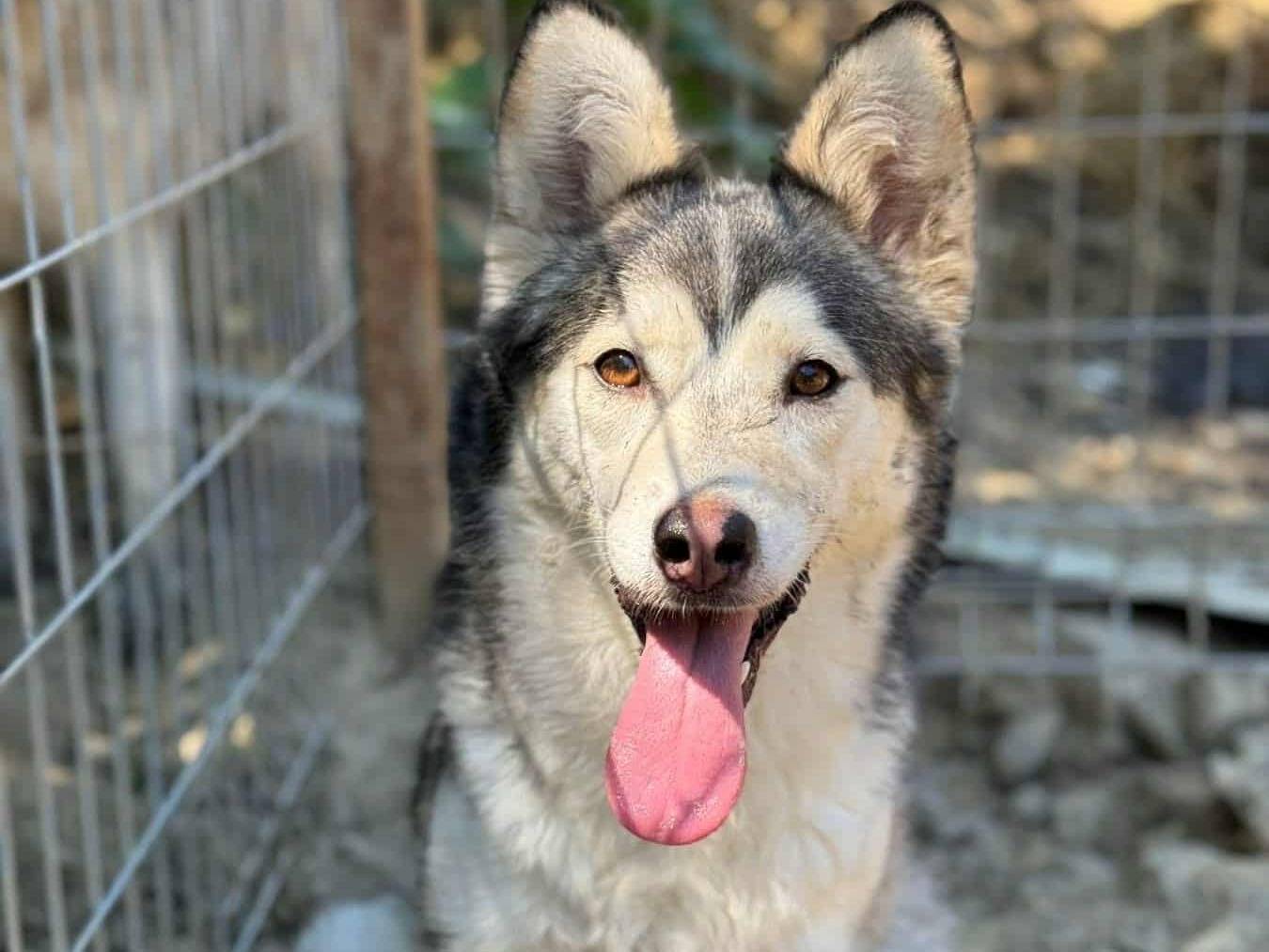 Adozione cane, femmina, Siberian Husky Razza sconosciuta, 2 anni e 10 mesi, taglia media contenuta, Firenze