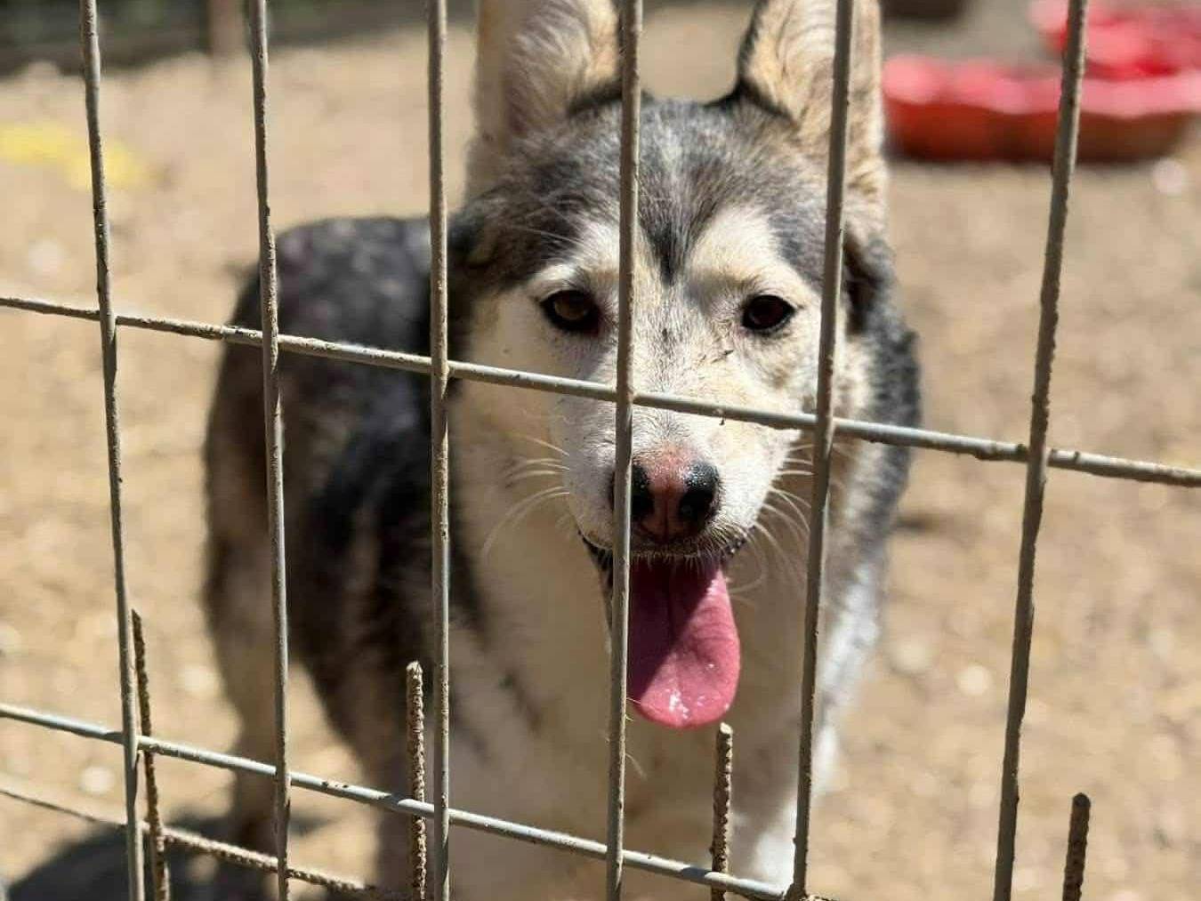 Vuoi adottare un cane a Firenze?